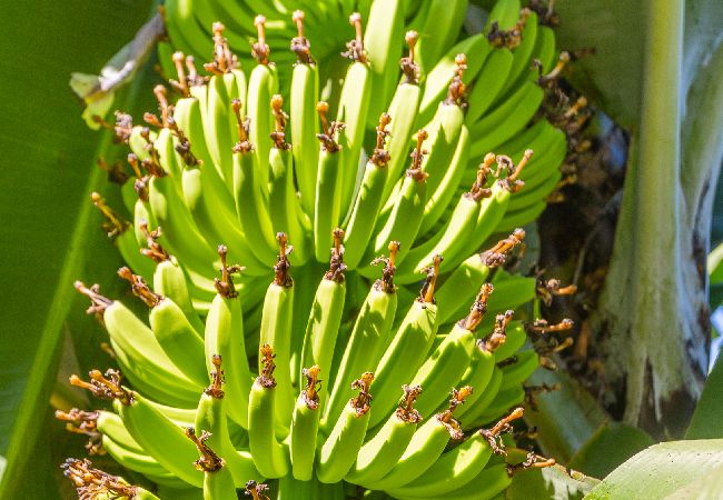 Apartamento em Funchal - FLH Quintinha Rocha – Jimmy’s Garden Apartment Apartamento em Funchal - FLH Quintinha Rocha – Jimmy’s Garden Apartment