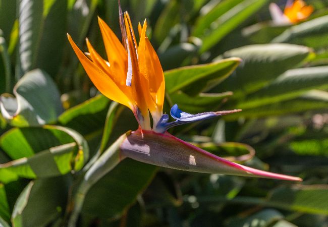 Apartamento em Funchal - FLH Quintinha Rocha – Jimmy’s Garden Apartment Apartamento em Funchal - FLH Quintinha Rocha – Jimmy’s Garden Apartment