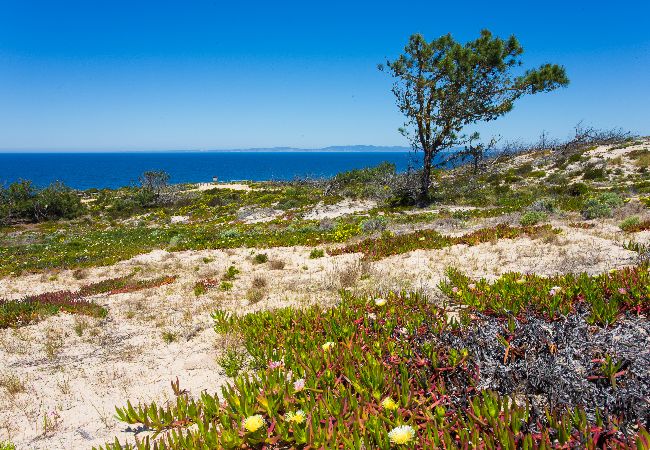 House in Melides - FLH Melides Beach House House in Melides - FLH Melides Beach House