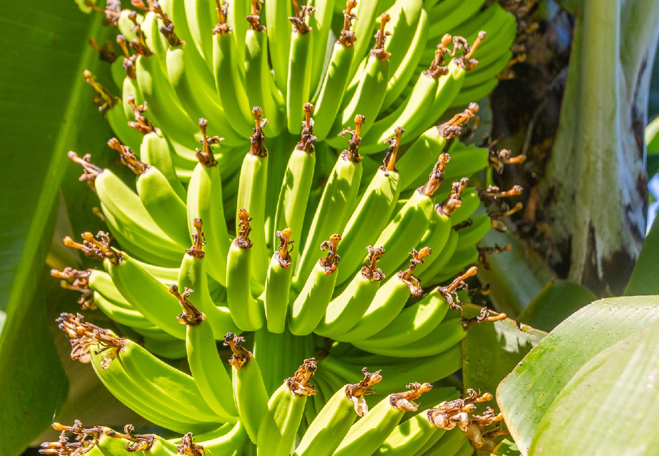 Apartment in Funchal - FLH Quintinha Rocha – Jimmy’s Garden Apartment Apartment in Funchal - FLH Quintinha Rocha – Jimmy’s Garden Apartment